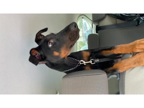 7 aylık eğitimli doberman