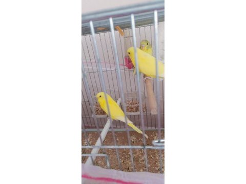 Yavru ve yetişkin muhabbet kuşu
