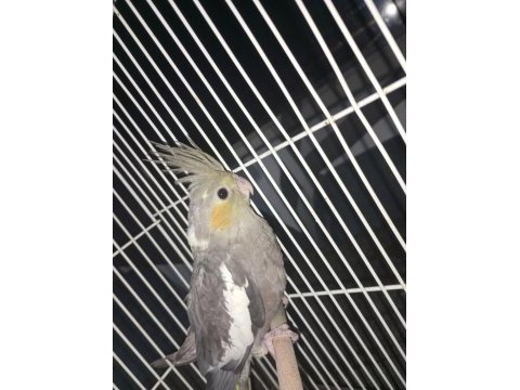 Gri sultan papağanı 2 aylık