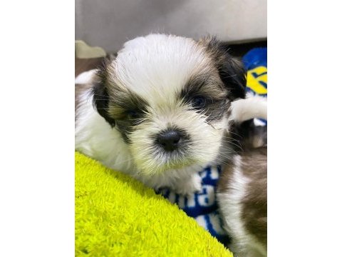 Shih tzu köpeği yavruları