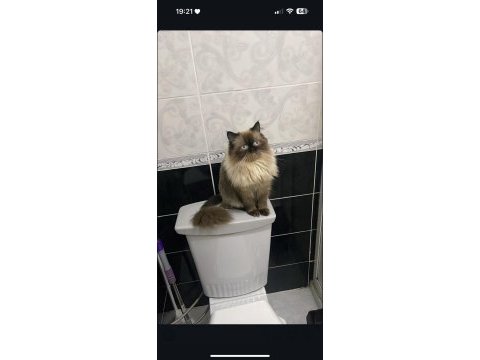 Baba iran anne himalayan cinsi dişi kedimiz