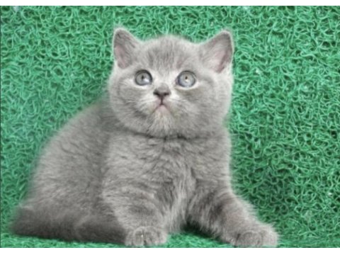 Erkek british shorthair