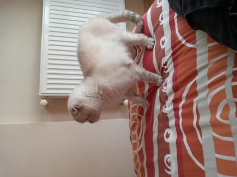 11 aylık scottish fold