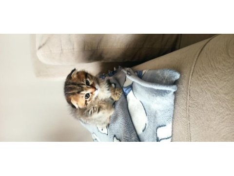 Scottish fold 1.5 aylık