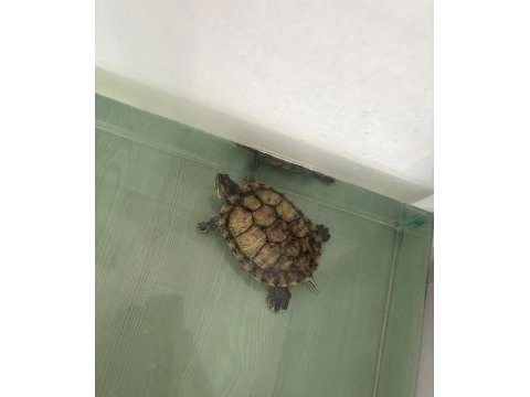 Su kaplumbağası dişi