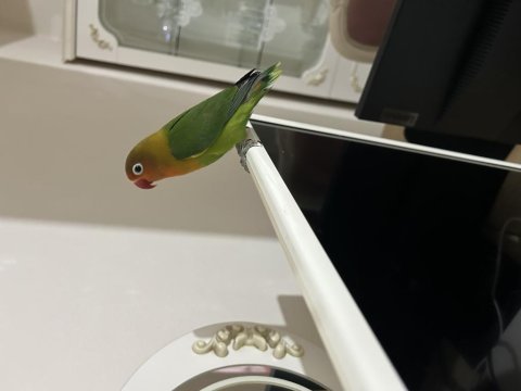 Sahiplendirilecek 2 cennet papağanı