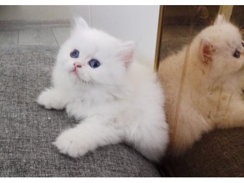 British golden blue ay 1233 erkek golden straight dişi