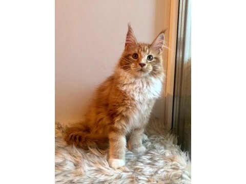 Dev maine coon erkek