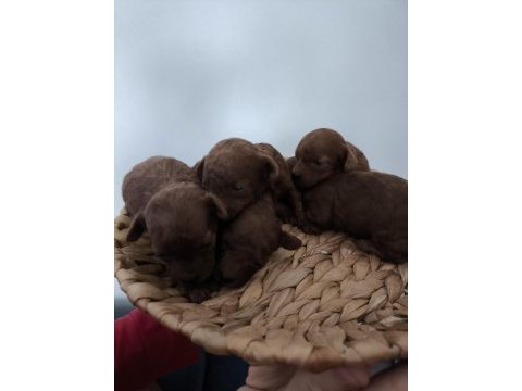 Kore red brown toy poodle