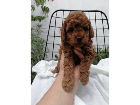 Orjinal toy poodle
