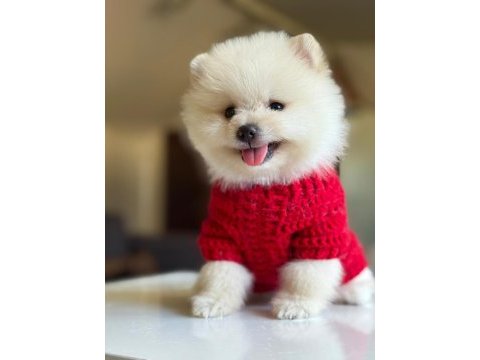 Orjinal tatlı pomeranian boo