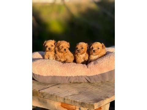 Korea teacup micro maltıpoo bebeklerimiz