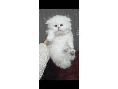 British longhair kedisi