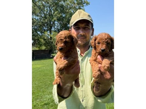 Toy poodle yavrular bir birinden güzel