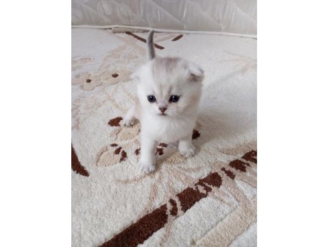 Scottish fold yavrular rezerveye açıktır