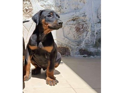 Doberman yavru köpeklerimiz