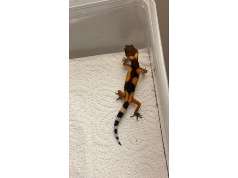 Moph garantili leopard gecko
