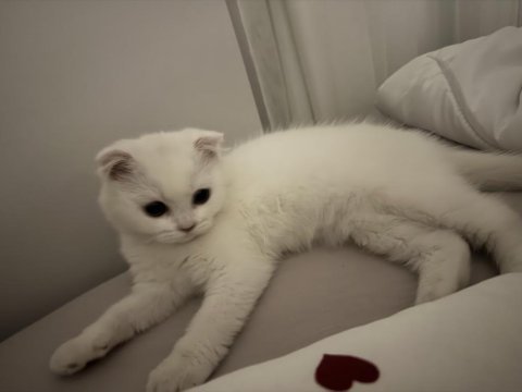 Kedimiz mia için güzel bir yuva arıyoruz