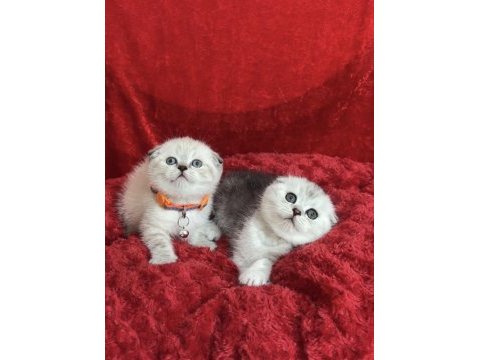 Ayı kafa safkan scottish fold yavrular