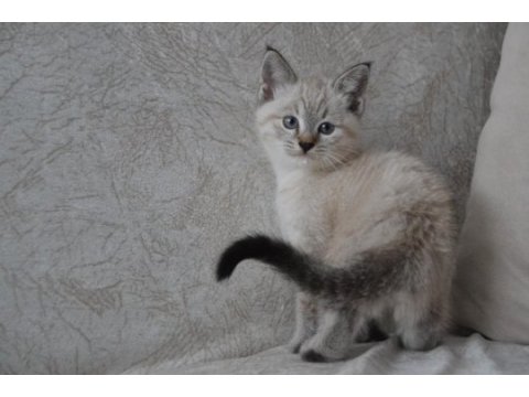 Blue point british shorthair kardeşler