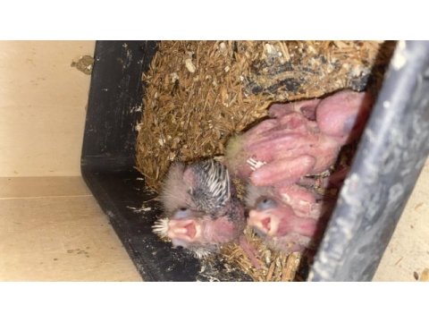 Üretimden yeme düşmek üzere albino/lutino sultan papağanı