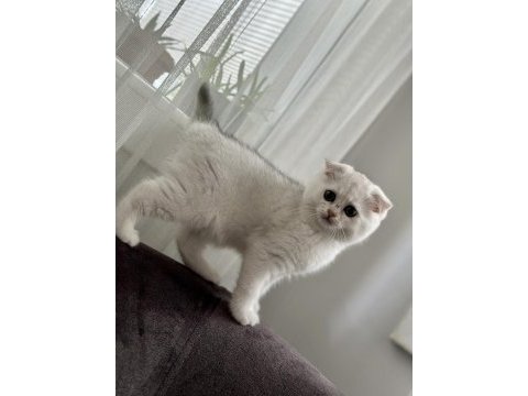 2 aylık sağlıklı scottish fold dişiler
