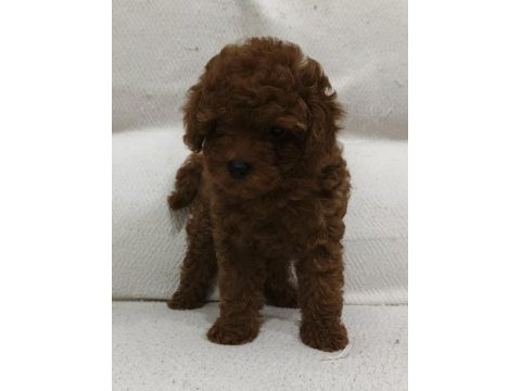 Toy poodle yavru köpeği