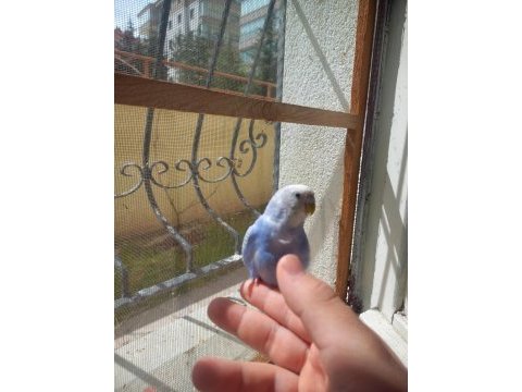5 aylık alışkın dişi muhabbet kuşu