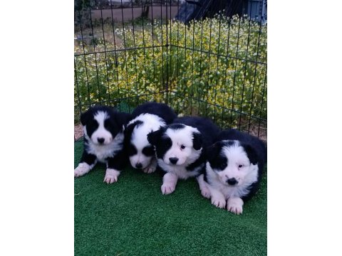 Border collie yavrular