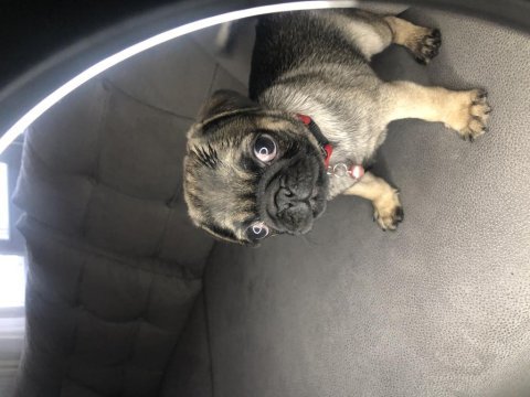 Dişi pug yavrumuz yeni ailesini arıyor