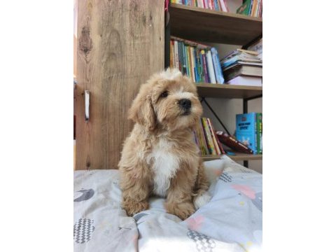 Maltipoo yavrularımız