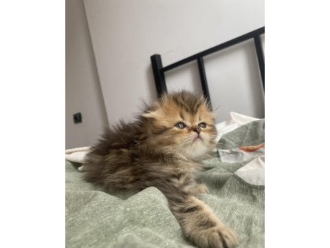 Puf puf scottish fold bebekler