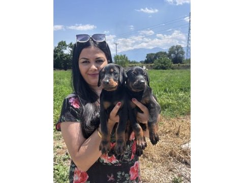 Şecereli king doberman yavrularım