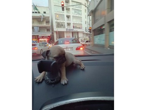 Yavru pug köpeği dişi 2 aylık