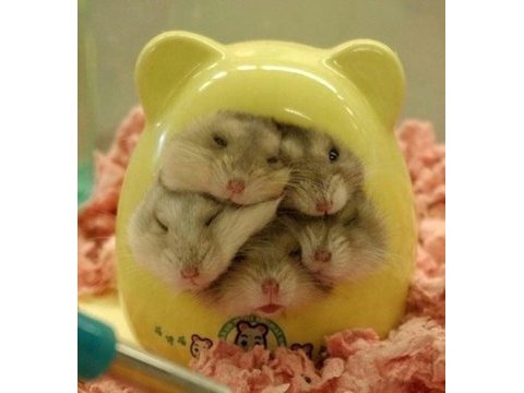 Gonzales hamster yavrular ve tüm malzemeleri adrese teslim