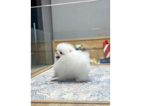 Ayı surat pomeranian boo yavrumuz