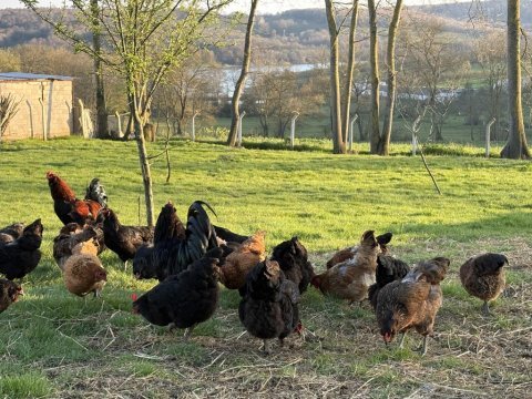 Çeşitli ırklarda mavi yeşil sarı ve kırmızı yumurtacı tavuk