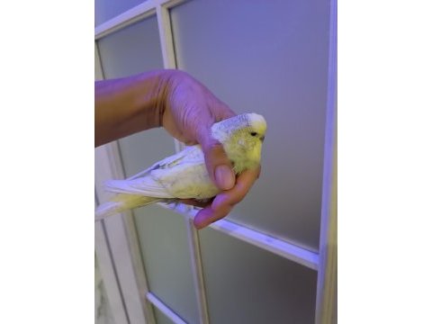 Dişi muhabbet kuşu iri cins