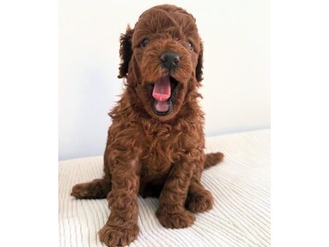 Toy poodle yavrular yeni yuvalarına gitmek için sabırsız