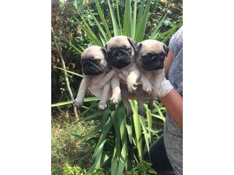 Orjinal mini pug