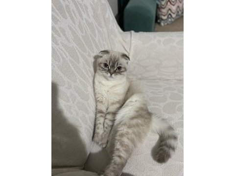 Scottish fold kızımıza iyi bakacak yuva arıyoruz