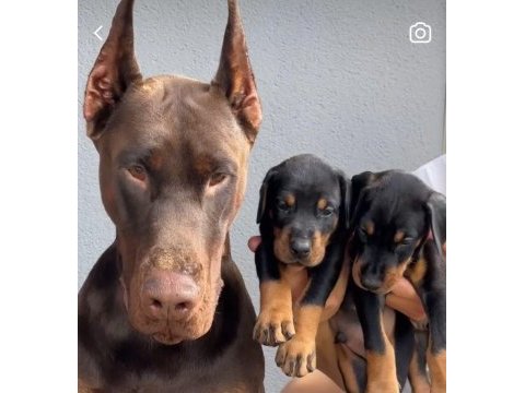 Doberman yavruları