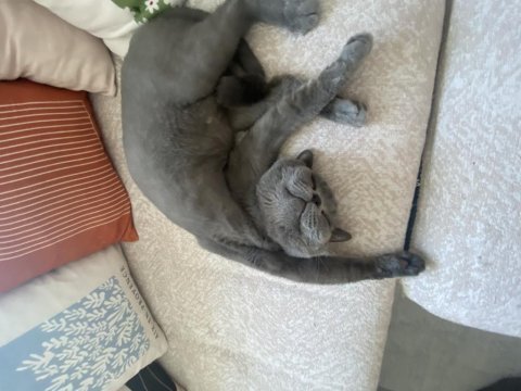 Arif yuva arıyor british shorthair