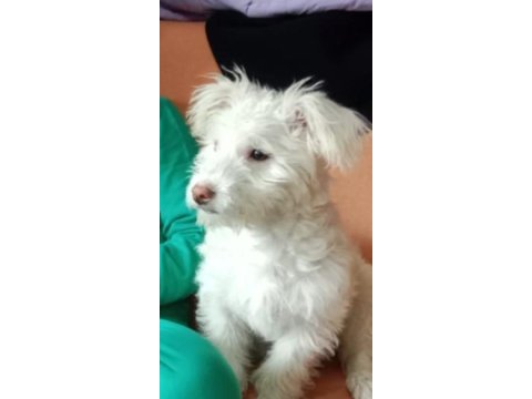 Minik terrier kızımıza yuva arıyoruz
