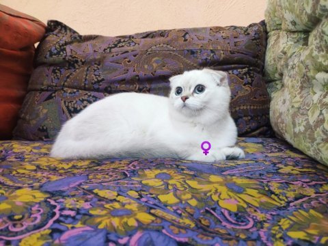 Saf kan full şecereli british shorthair kediler