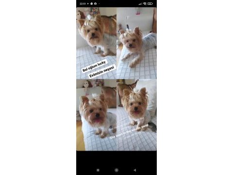 Orjinal tea cup küt burun dişi ve erkek yavru köpekler