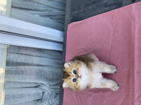 2 aylık british longhair