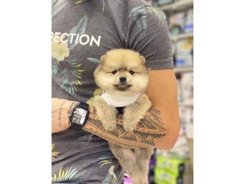Pomeranian cinsi köpekler