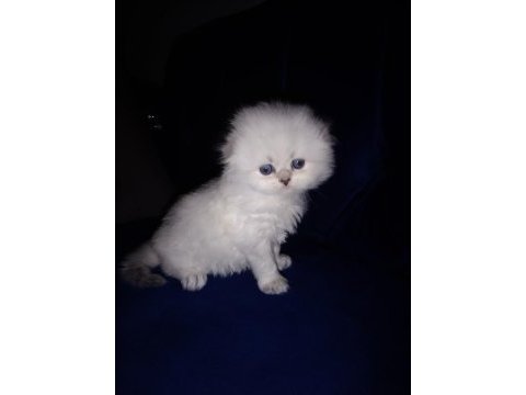 Scottish fold blue point