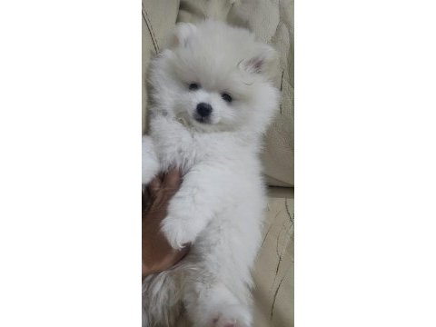 Pomeranian bebeklerimiz